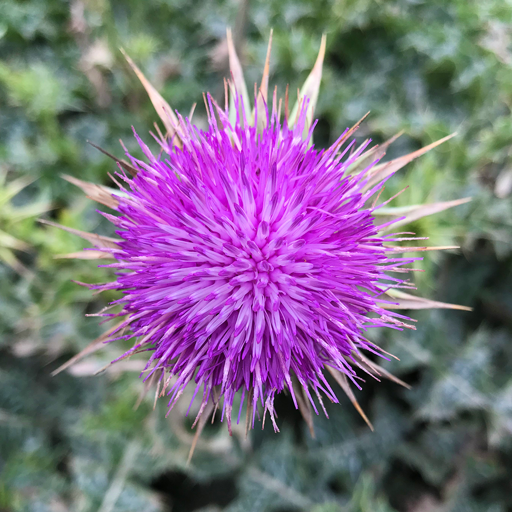 Purple Thistle