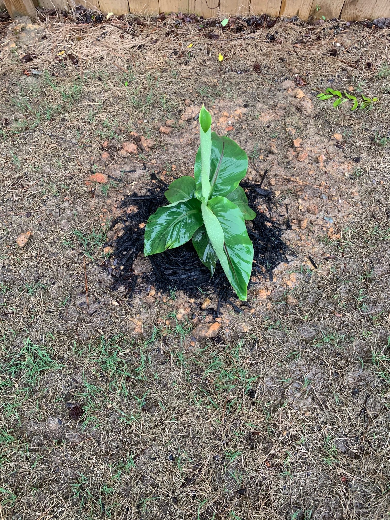 banana sapling