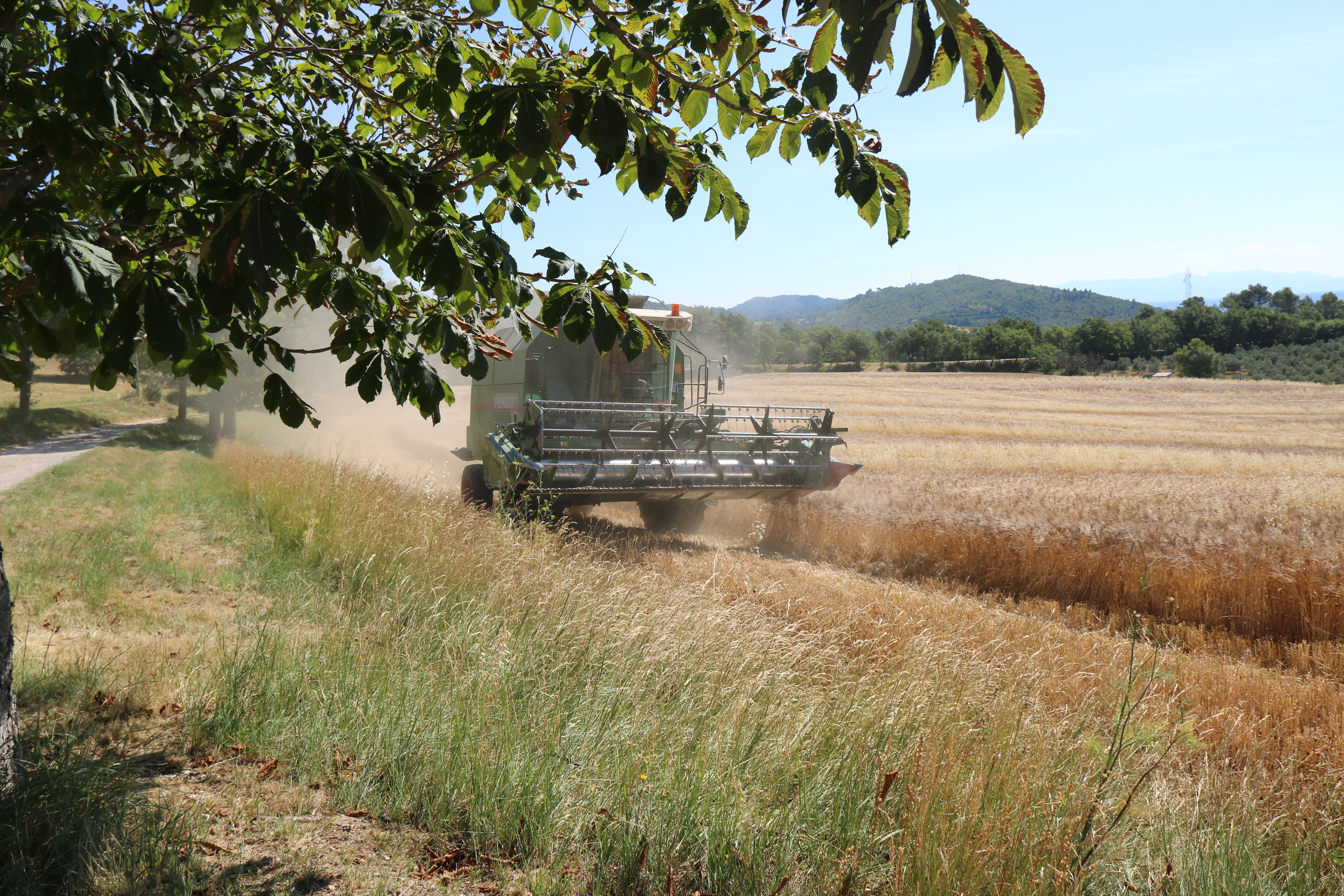 La moisson aux Monges (Manosque)