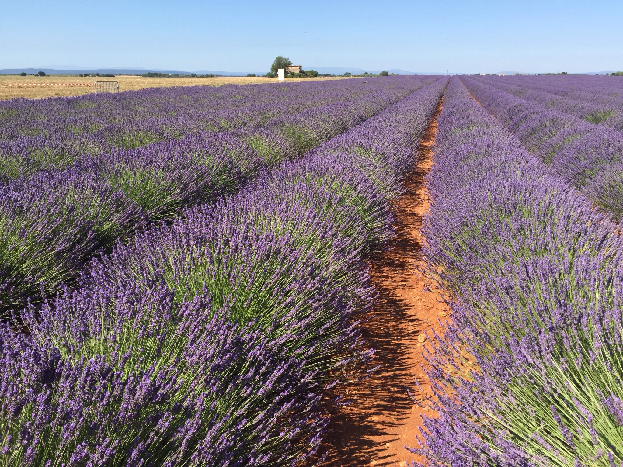 Champs de lavandes sur le plateau de Valensole