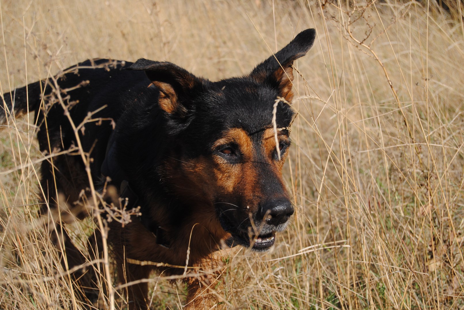 Instinct de Chien - Education, rééducation canine à domicile en Drôme Ardèche - Comportementaliste sur Montélimar et Aubenas - Boutique accessoire et croquettes
