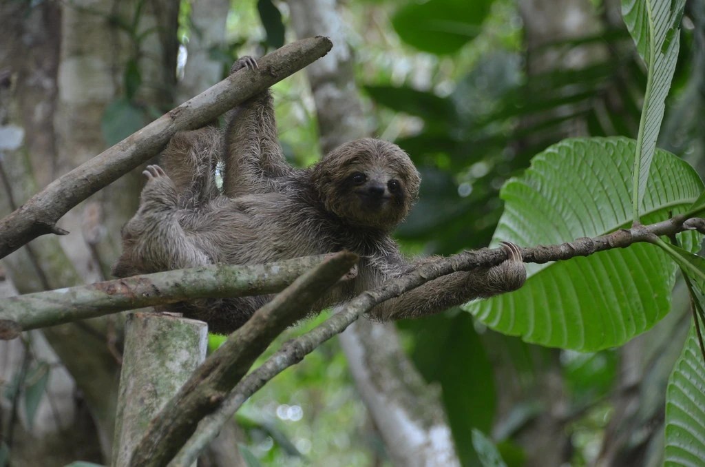 Sloth Sanctuary Costa Rica