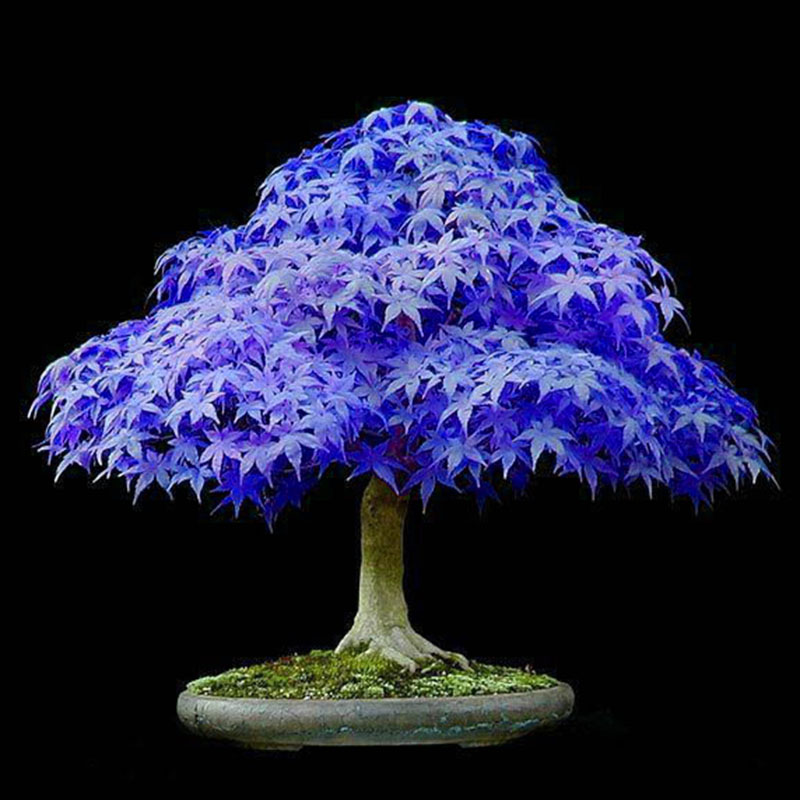 Grosshandel 10 Stucke Rot Japanischen Kirschbluten Samen Hof Garten Bonsai Tree Seeds Kleine Sakura Baum Samen Mischfarben Von Lijiao 4 21 Auf De Dhgate Com Dhgate
