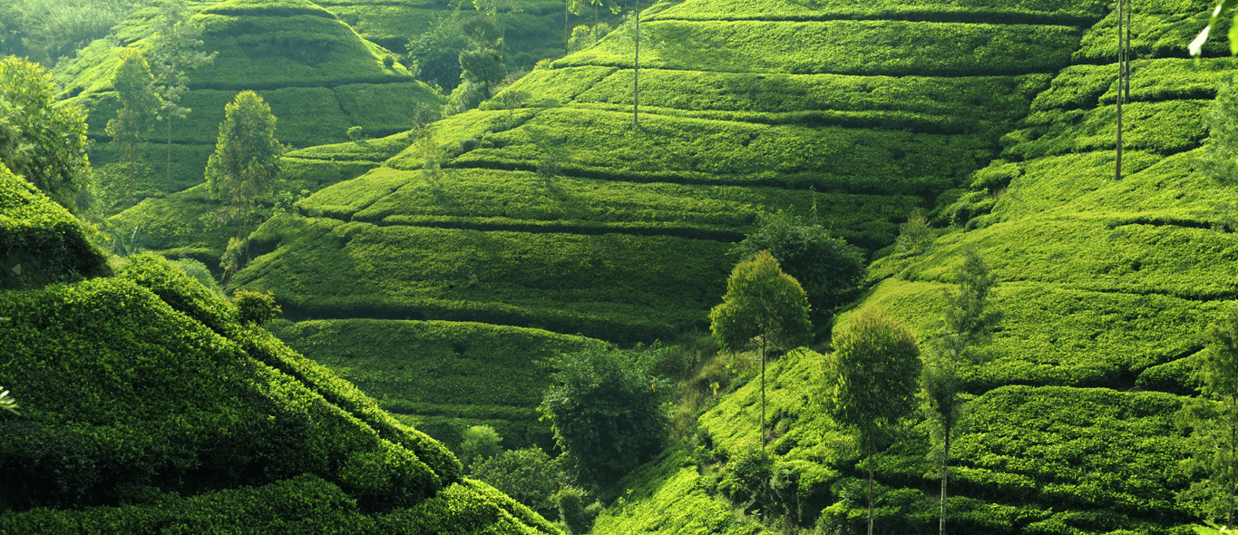 Tea Estates