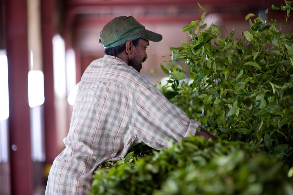 Tea Manufacturing - Withering - 003