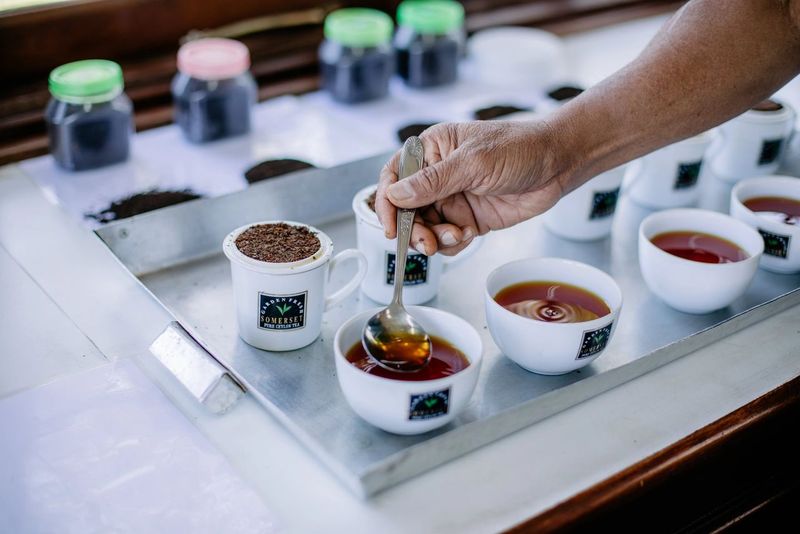 Tea-Manufacturing-Tasting