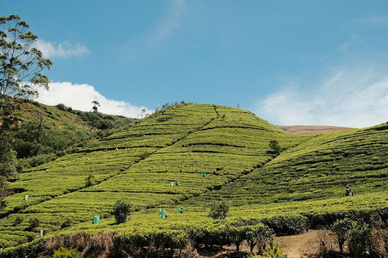 Tea Estate