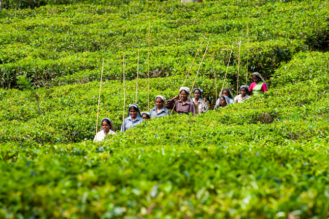 dilma Tea Estate
