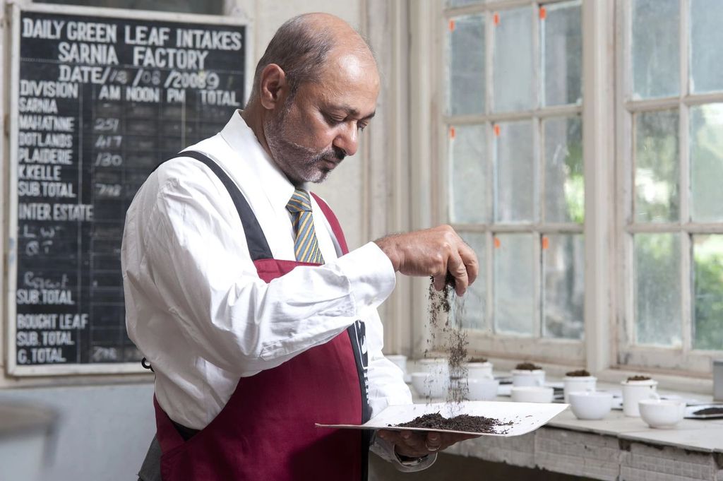 Tea-Manufacturing-Handpicking