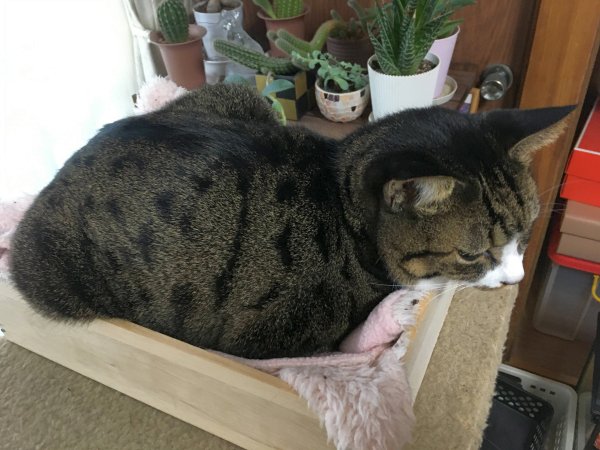 猫のお気に入りの「木製 猫ベット」  Intelligence-Console