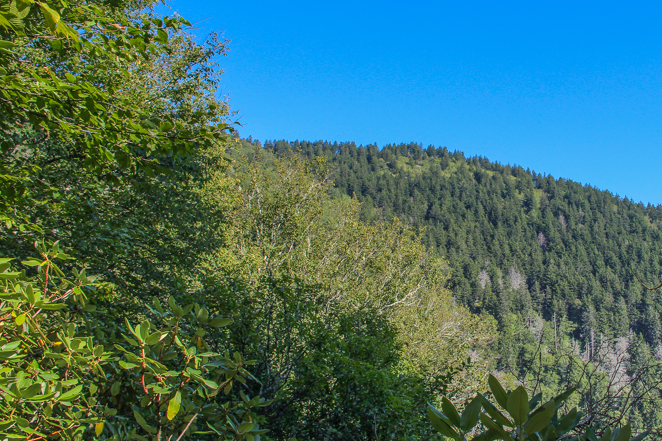 Meanderthals Mt. Sterling Trail and Mt. Sterling Ridge Trail, Great