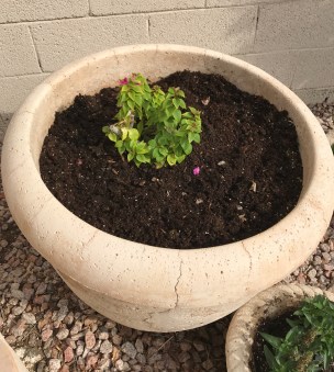 Cement pot with fresh soil and small bougainvillea plant
