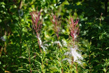 Fireweed at the end of summer