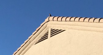 Mourning Dove perched on roof of house