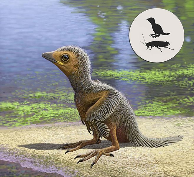 Artist impression of Enantiornithes by artist Raúl Martín