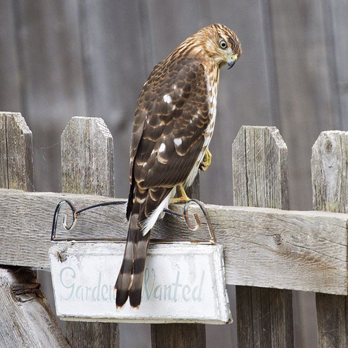 Cooper's Hawk (Accipiter Cooperii)