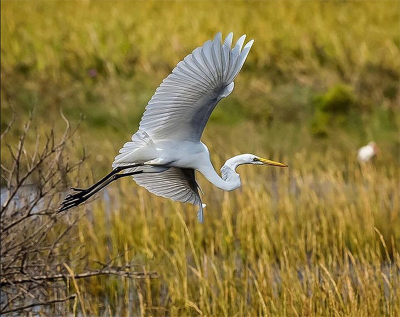 Great Egret takes flight near the lagoon on Galveston Island in Galveston, Texas by @james_david_mckenna