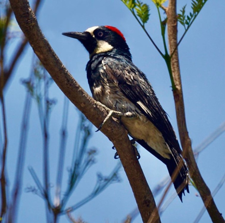 Acorn Woodpecker captured in Southern California by @mike92014