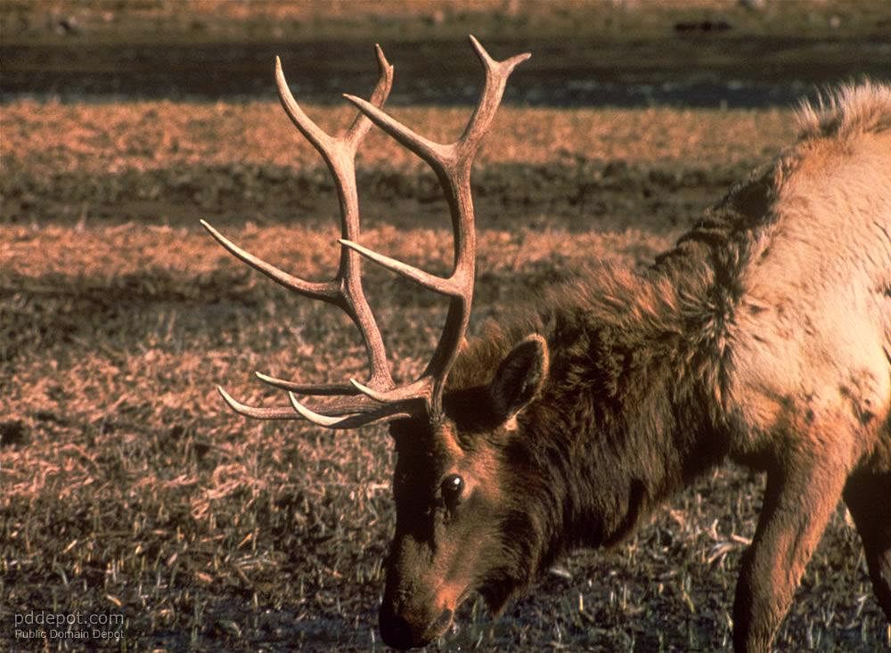 Deer People Native American Forest Folk Into The Wonder