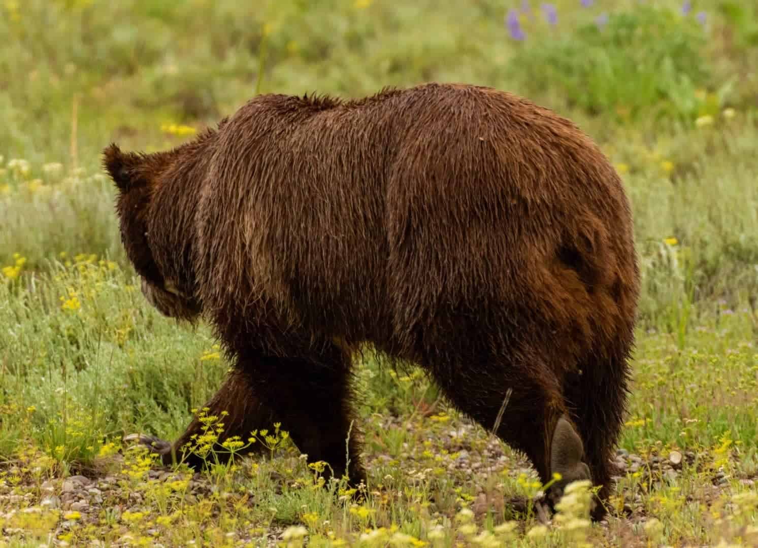 Why bears have short tails reading comprehension work