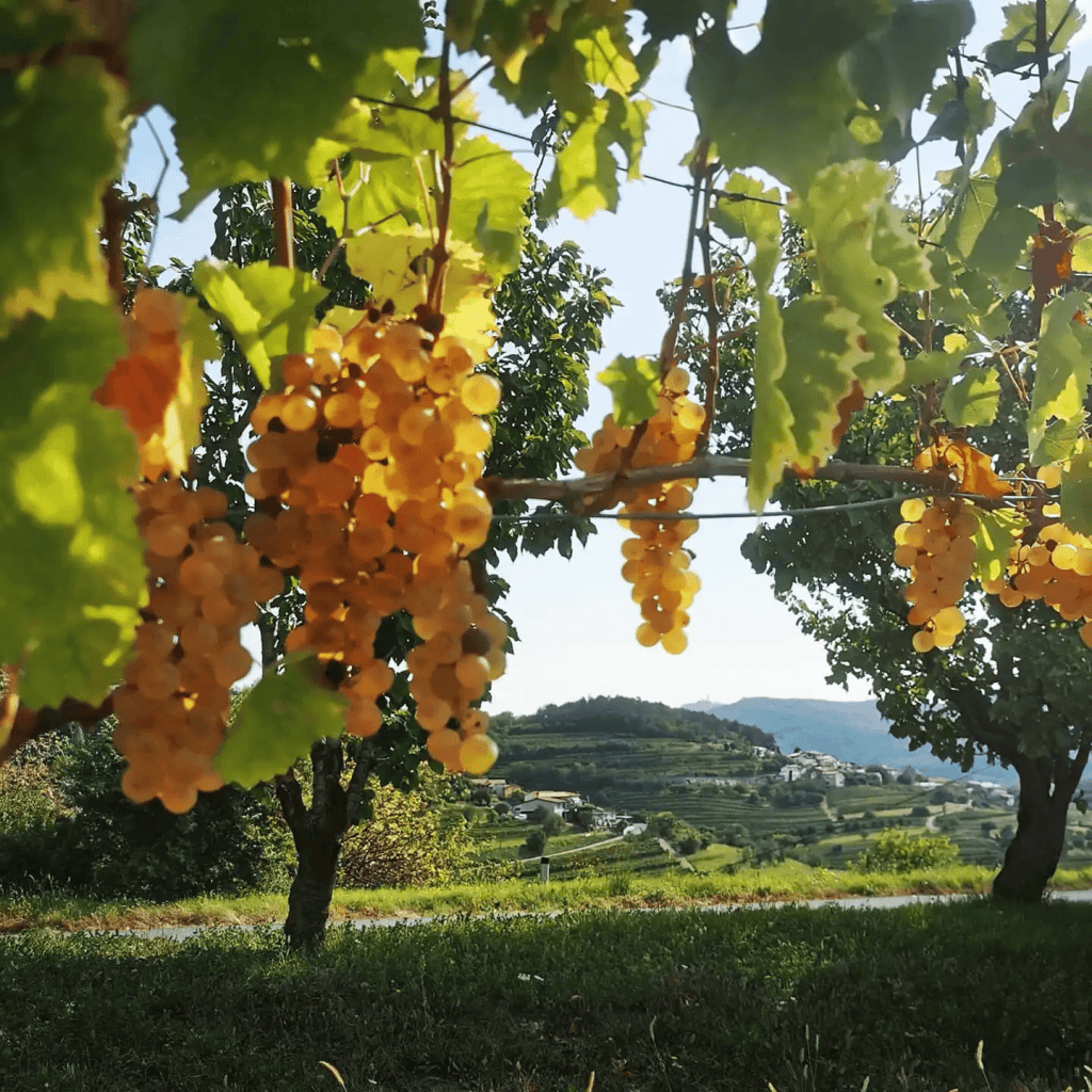 Grapevines with ripe grapes in a vineyard, showcasing quality wine production.