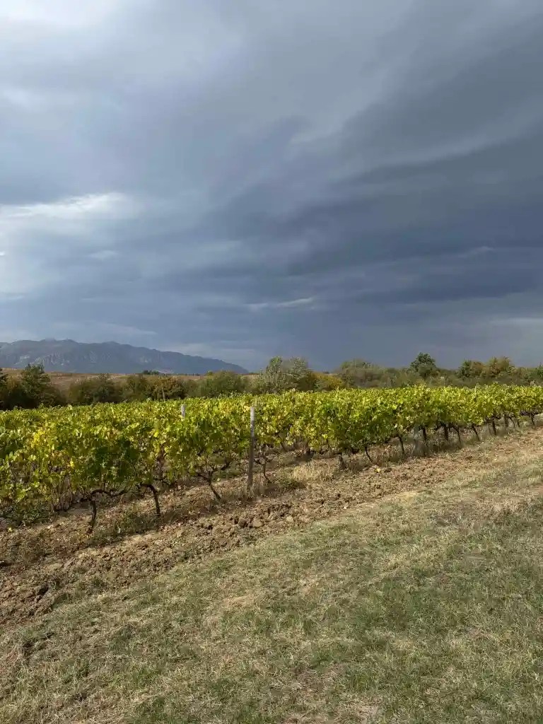 Vineyard scene with grapevines under a cloudy sky, showcasing Bulgarian white wine production at Tip.