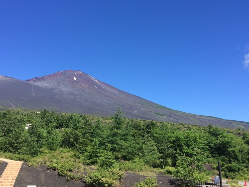 富士山を登る植物:八合目 垂直分布（夏緑広葉樹林帯）｜富士山ライフ
