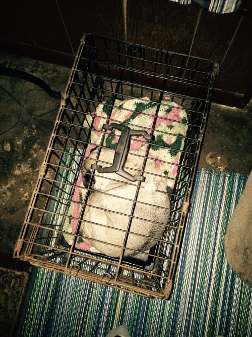 She can get out of that crate.