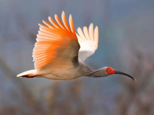 Thing about rare birds. They fly away.