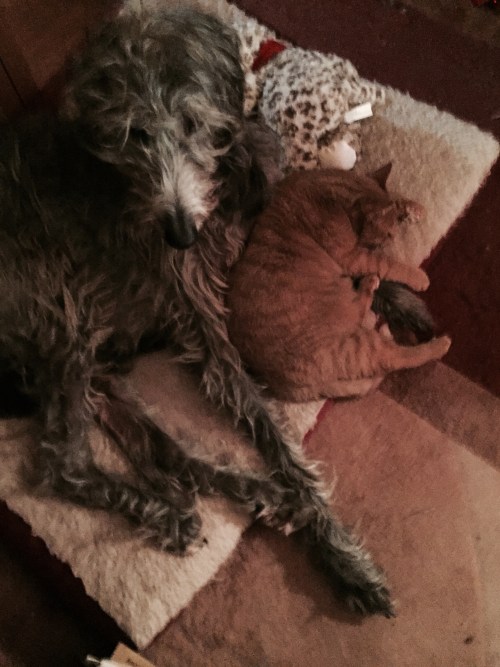 He has two babies. A cat and a stuffed cat.