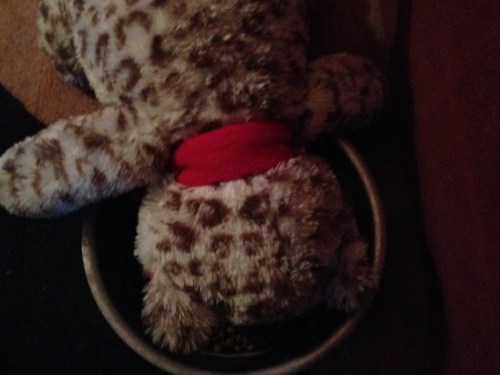 He dropped the cat in the bowl. Why? Now way to know.