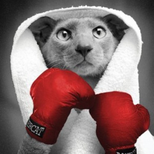 They call him "El Tigro Knock-You-Off-Your-Ass-O." Undefeated in 147 county fights.
