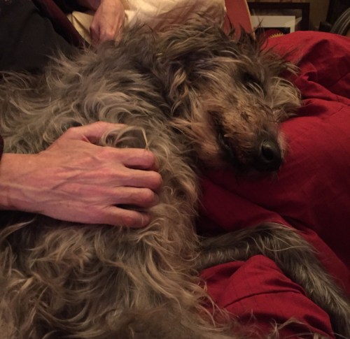 Dog PhDs are smart. They miss the fact that dogs are intelligent. Some of of them Very.
