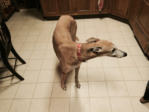 Perfect coat, perfect weight, and better, he loves me.