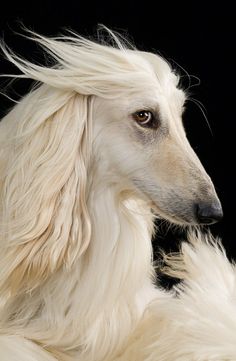 Galadriel