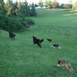 Um. They all ran away.