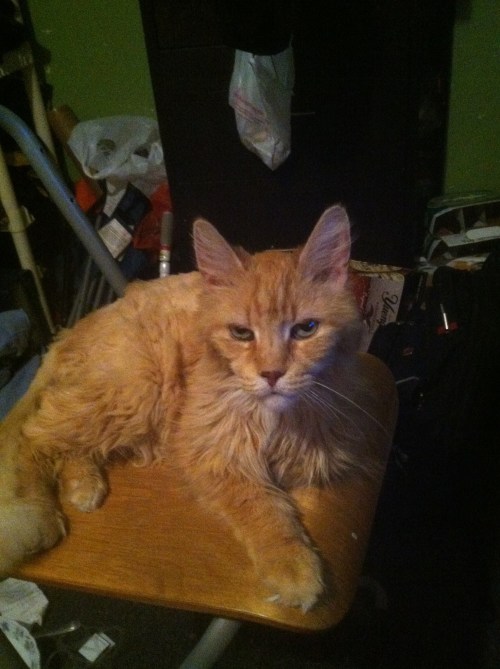 Never seen a Maine Coon cat. Now you have. His name is Cosmo. He's 16.