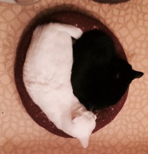 Iris and Raven on Day One in February.