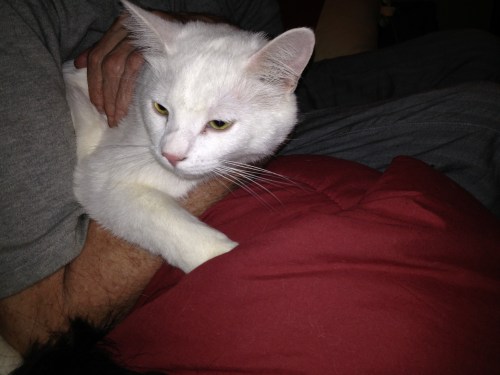 She curls up and purrs like mad till she claws me half to death.