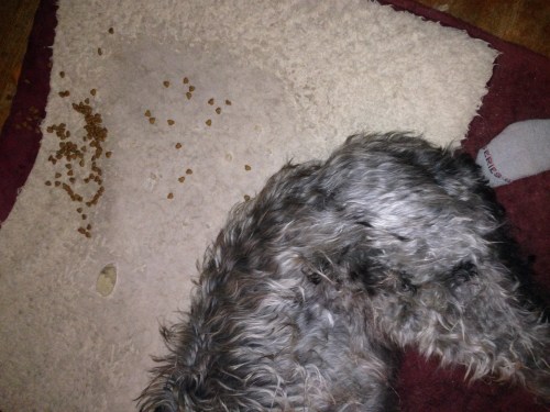 And there he was. Facedown. Intending to distribute across species even.