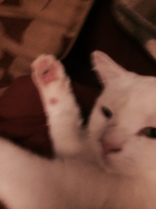 She has perfect pink pads.