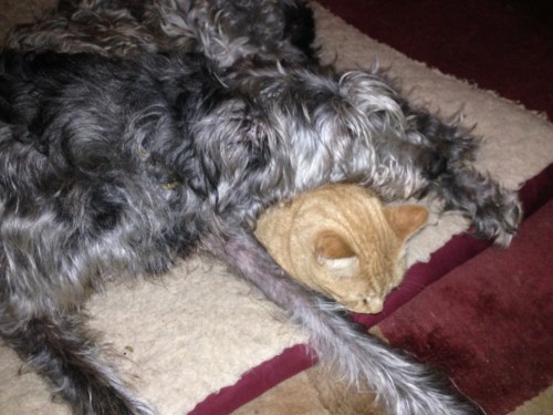 Don't like cats. I keep telling you but you don't listen.