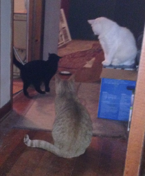 And the cats are confused. Honestly.