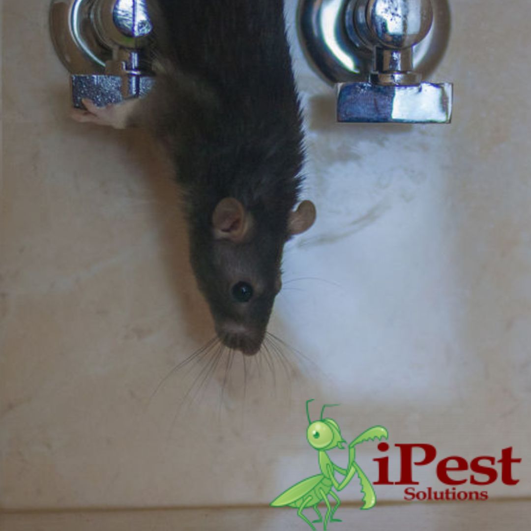 How to keep mice outside