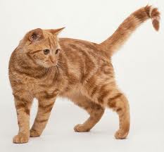 Gratis Download Gambar Gratis Terbaru Kucing Hilang Photos Facebook Terkeren oleh Lampunghits.com
