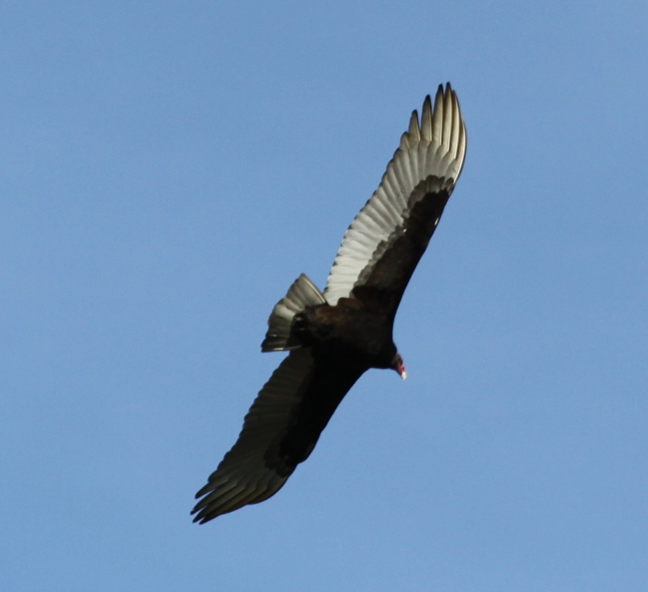 A vulture soaring above a soccer game. Photo by Knoepfler.