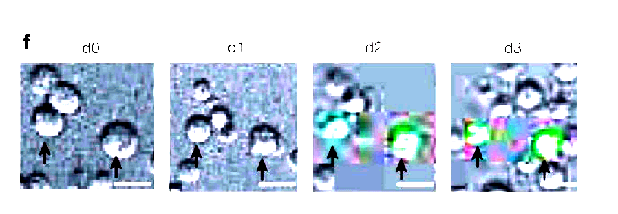 Fig.-1g-rectangles