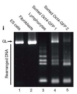 STAP-from-T-cells