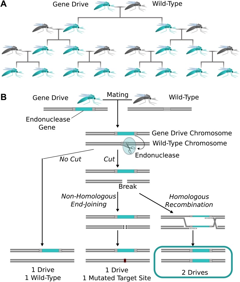 Gene-Drive