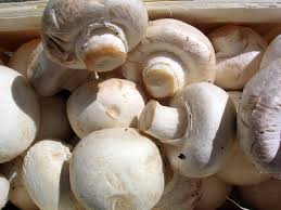 mushroom